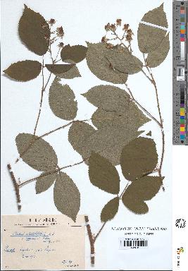 spécimen de Rubus sp.