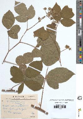 spécimen de Rubus sp.