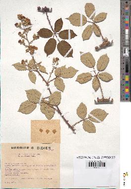 spécimen de Rubus ulmifolius