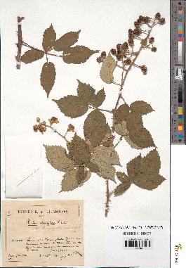 spécimen de Rubus ulmifolius