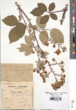 spécimen de Rubus ulmifolius