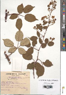 spécimen de Rubus ulmifolius