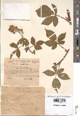 spécimen de Rubus hebecarpus