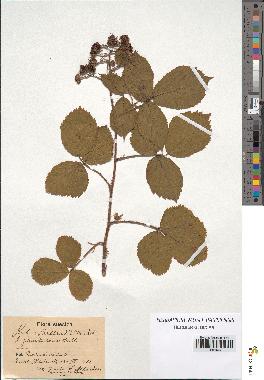spécimen de Rubus bellardii