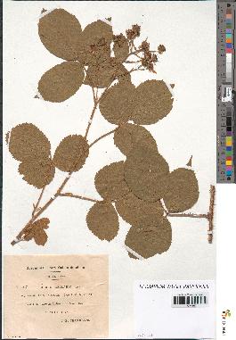 spécimen de Rubus bellardii