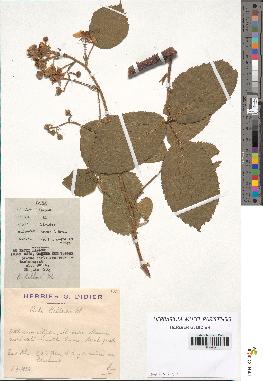 spécimen de Rubus bellardii