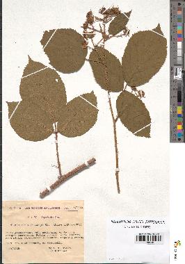 spécimen de Rubus bellardii