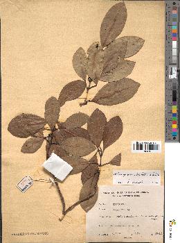 spécimen de Hedycarya parvifolia