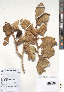 spécimen de Ficus pumila