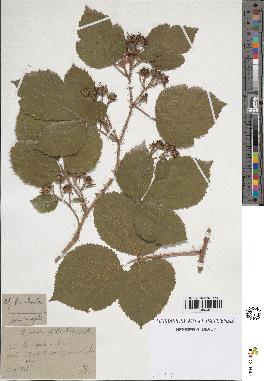 spécimen de Rubus hirtus