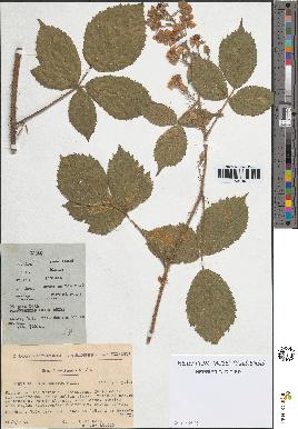 spécimen de Rubus adornatus