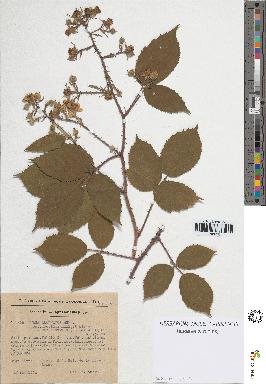 spécimen de Rubus adornatus