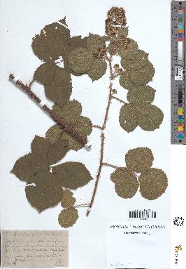 spécimen de Rubus rivularis