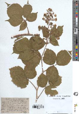 spécimen de Rubus rivularis