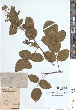 spécimen de Rubus rivularis