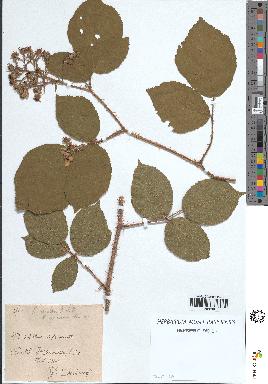 spécimen de Rubus rivularis