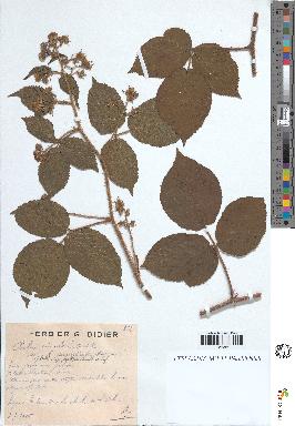 spécimen de Rubus rivularis