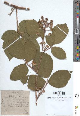 spécimen de Rubus rivularis