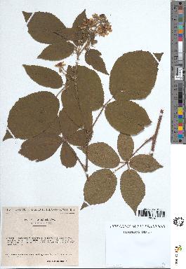 spécimen de Rubus rivularis