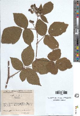 spécimen de Rubus rivularis