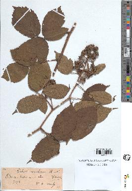 spécimen de Rubus rivularis