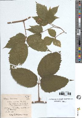 spécimen de Rubus rivularis