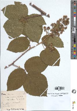 spécimen de Rubus rivularis