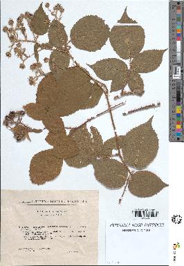 spécimen de Rubus rivularis