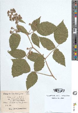 spécimen de Rubus rivularis