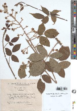 spécimen de Rubus rivularis