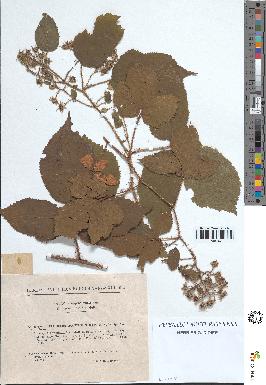 spécimen de Rubus rivularis