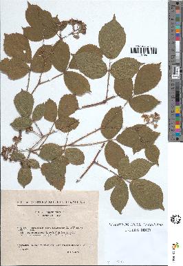 spécimen de Rubus rivularis