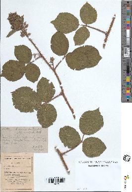 spécimen de Rubus rivularis