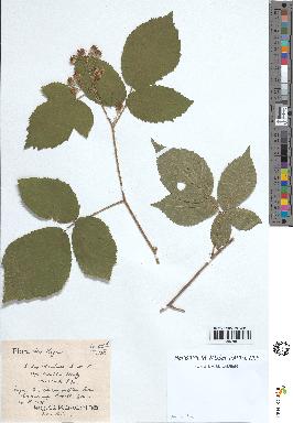 spécimen de Rubus rivularis