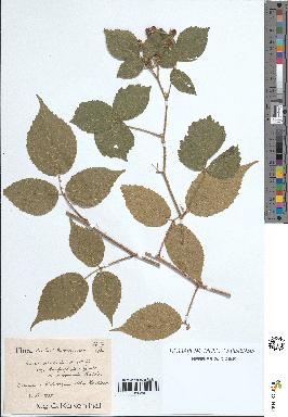 spécimen de Rubus rivularis