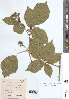 spécimen de Rubus rivularis