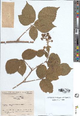 spécimen de Rubus rivularis