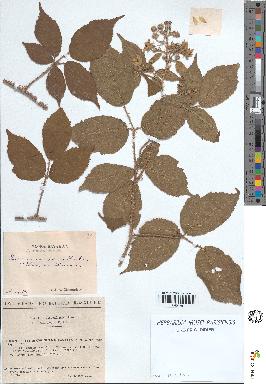 spécimen de Rubus rivularis