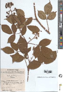 spécimen de Rubus rivularis