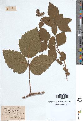 spécimen de Rubus viridis