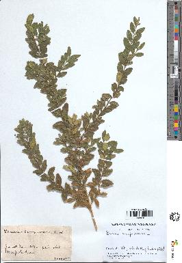 spécimen de Buxus sempervirens