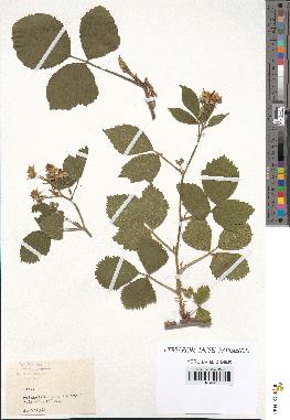 spécimen de Rubus sp.