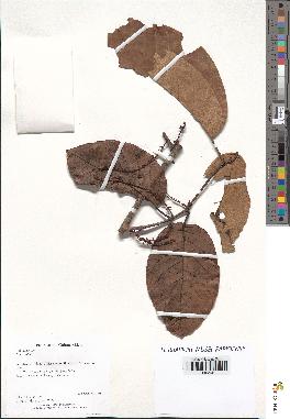 spécimen de Coccoloba sp.