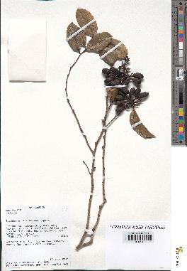 spécimen de Xylopia sp.