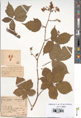 spécimen de Rubus granulatus