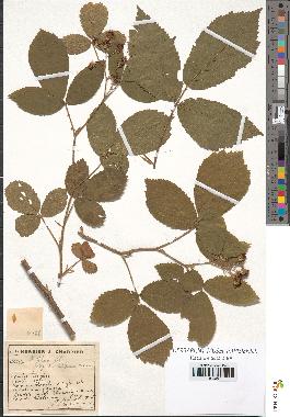 spécimen de Rubus foliosus