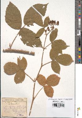 spécimen de Rubus foliosus