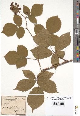 spécimen de Rubus pallidus