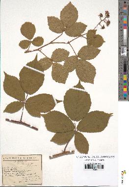 spécimen de Rubus pallidus