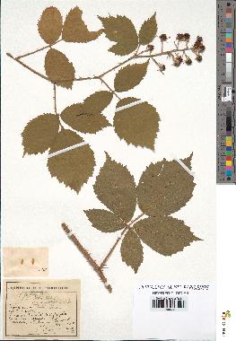 spécimen de Rubus pallidus